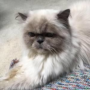 Meet your Posher, Jane